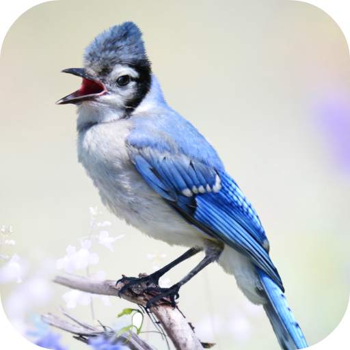 Blue Jay Sounds 1.0