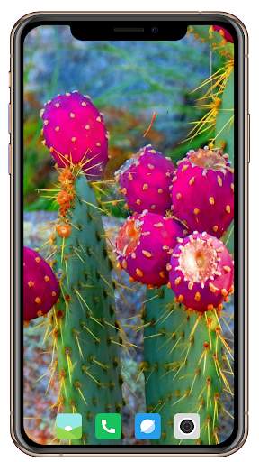 Cactus Flowers Wallpaper screenshot 3