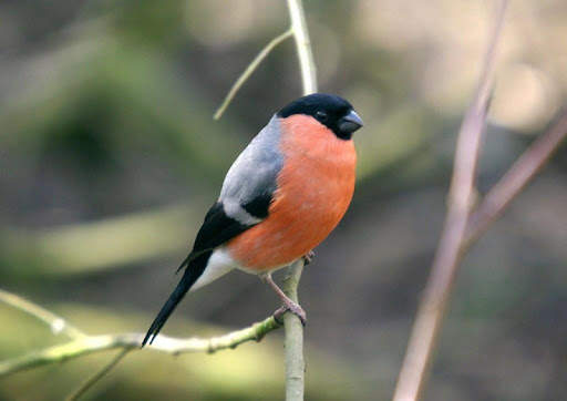 Bullfinch wallpapers screenshot 3