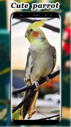 Cute Parrot Wallpaper screenshot 4