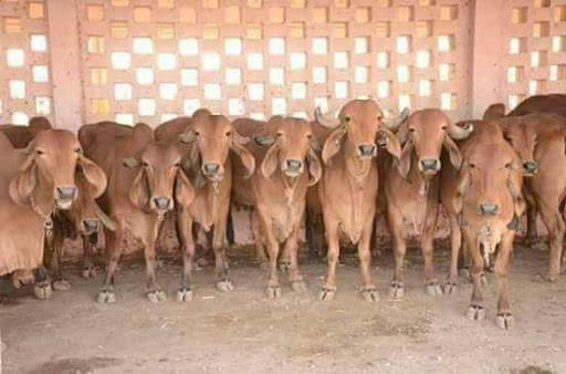 Dhenu TV screenshot 8