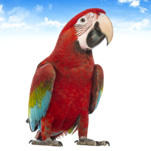 Bird sounds icon