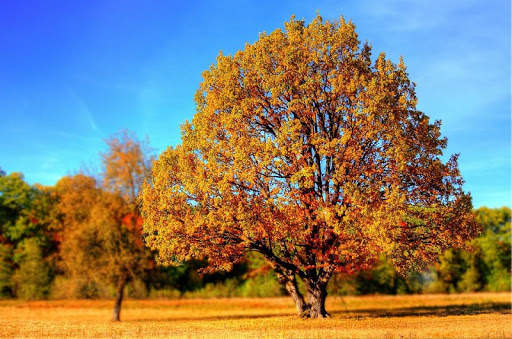 Thanksgiving Wallpapers Free screenshot 9