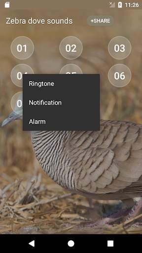 Zebra dove Sound скриншот 3