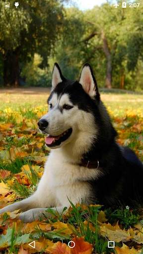 Beautiful Husky Live Wallpaper screenshot 1
