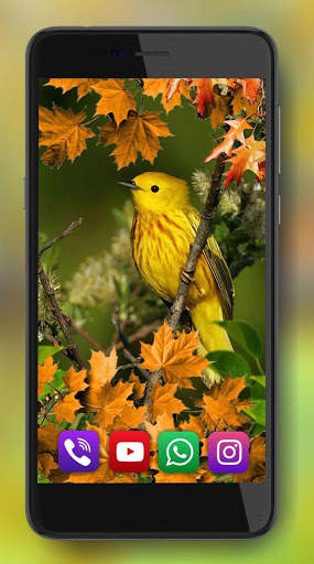 Autumn Birds Live Wallpaper screenshot 2