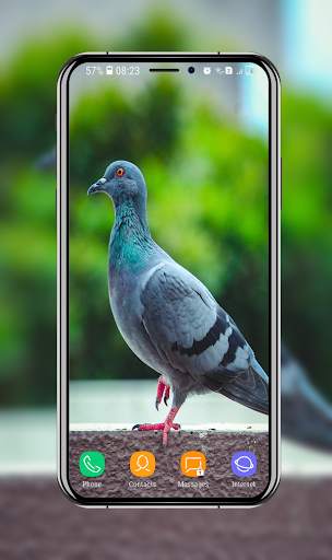 New Pigeon Wallpaper screenshot 1