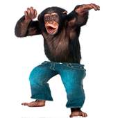 Funny Talking Monkey 1.3