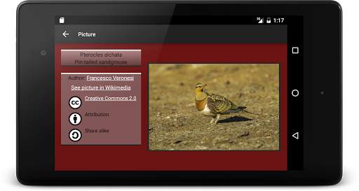 104 Birds Quiz screenshot 13