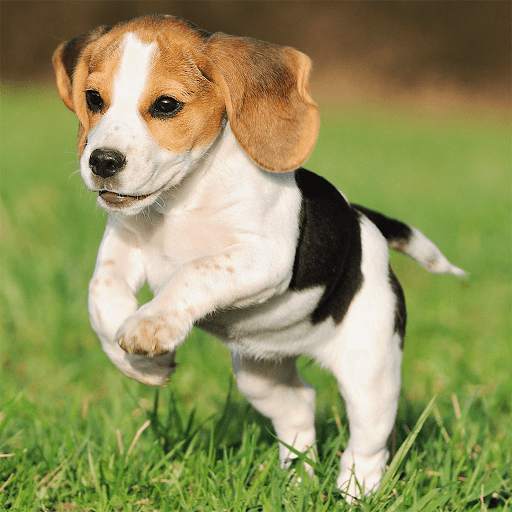Cute Puppy Jigsaw Puzzles screenshot 1