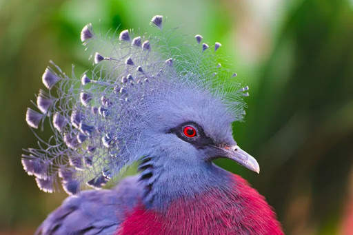 Birds Jigsaw Puzzles HD screenshot 8