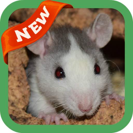 Rat Wallpaper 3.0