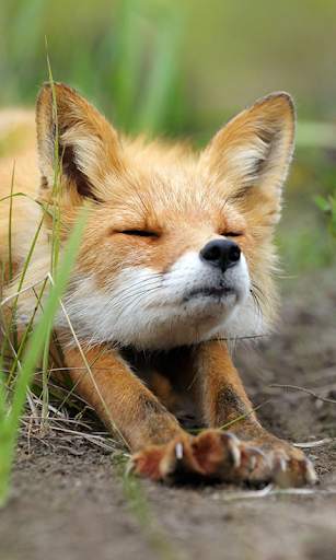 Fox Live Wallpaper (Wallpapers & Backgrounds) screenshot 1
