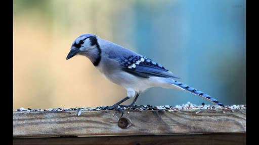 Blue Jay. Birds Wallpapers screenshot 4