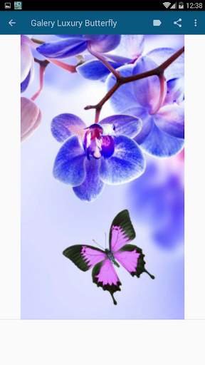 High Quality Butterfly Wallpaper screenshot 6