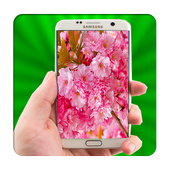 Sakura Live Wallpaper icon