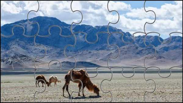 Camel Jigsaw Puzzles Game screenshot 2