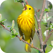 Birds GIF icon