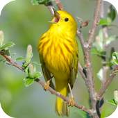 Birds GIF 1.2