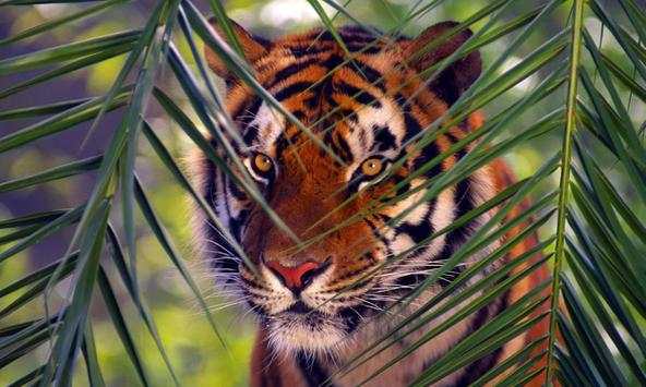 Tiger wallpapers screenshot 2