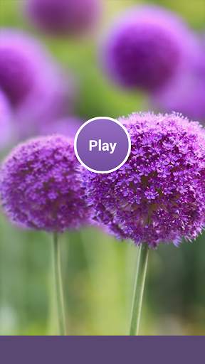Carnation Memory Game screenshot 1