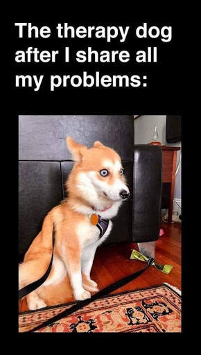 Best Funny Animal Pics screenshot 2