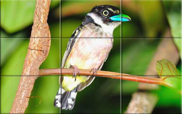 Puzzle - Birds स्क्रीनशॉट 3