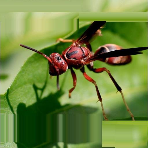 Learn Insects and Mammals icon