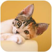Cute Kitten And Cat Wallpaper HD