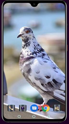 HD Pigeon Wallpaper screenshot 14