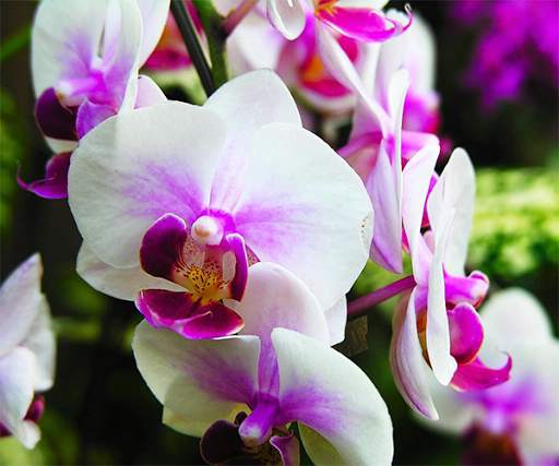 White Orchid Live Wallpaper screenshot 1
