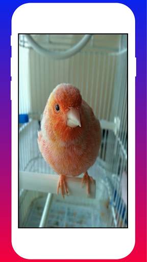 Canary Birds HD Wallpapers screenshot 4