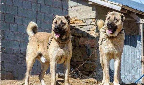 Kangal Dog Wallpapers screenshot 6