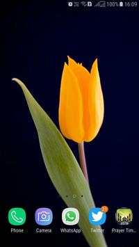 HD Tulip New Wallpaper screenshot 5