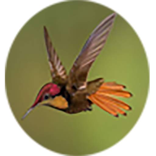 Name of Animals and Birds 1.0