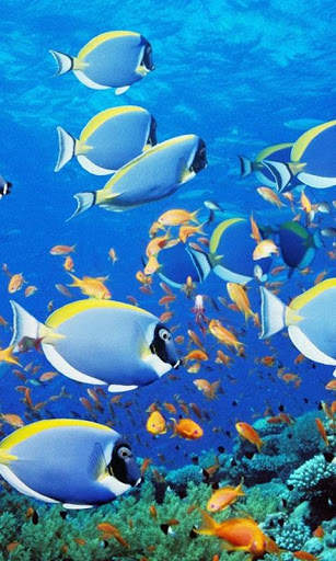 HD Ocean Fish Live Wallpaper screenshot 11