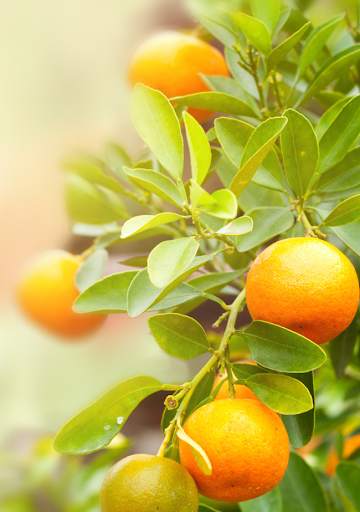 Garden Fruit Wallpaper 3 تصوير الشاشة