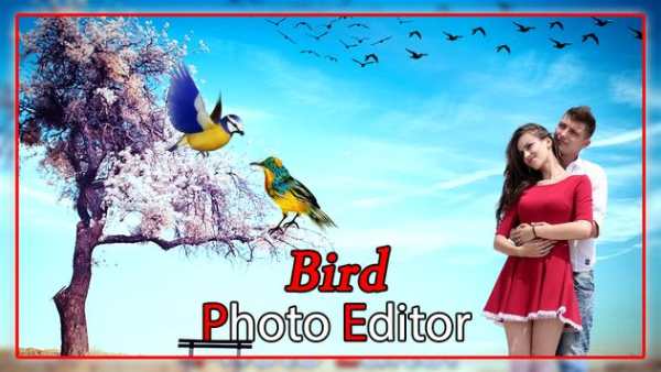 Bird Photo Editor screenshot 2