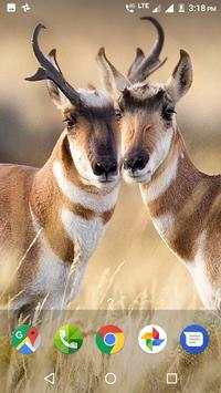 Wild Animal Wallpapers HD 6 تصوير الشاشة