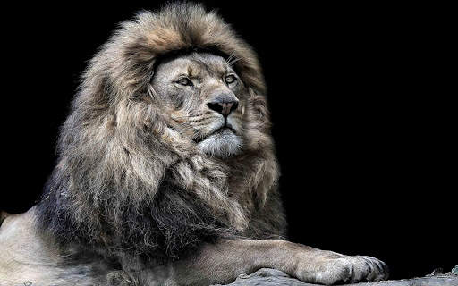 Lion Live Wallpaper (Wallpapers & Backgrounds) screenshot 7