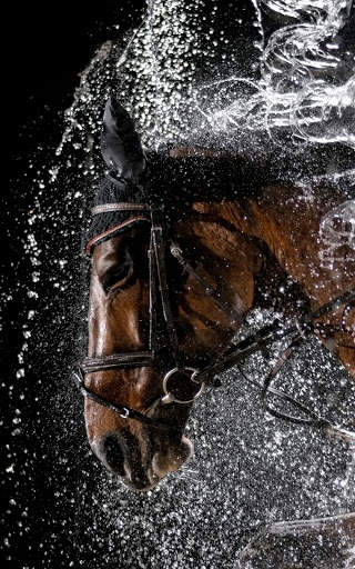 Horse Wallpapers | hd backgrounds screenshot 3