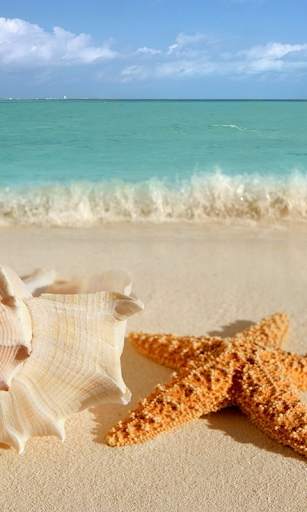 Seashells Live Wallpaper (Backgrounds) screenshot 1