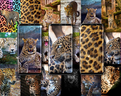 Cheetah leopard live wallpaper screenshot 2