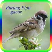 Burung Pipit Gacor 1.0
