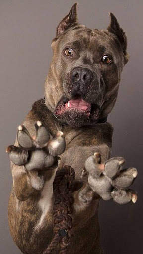Pitbull Dog Wallpaper HD screenshot 6