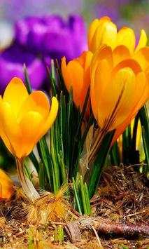 Crocus Free live wallpaper screenshot 2