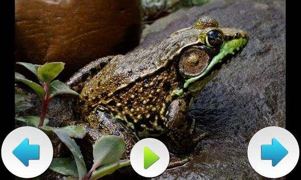 Best Funny Animals Sounds screenshot 11