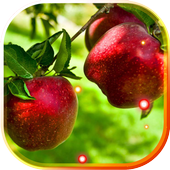 Apples live wallpaper icon