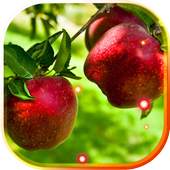 Apples live wallpaper 1.6