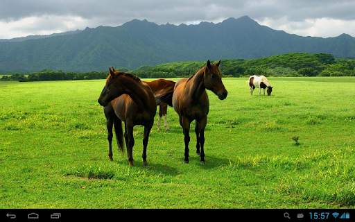 Horses Live Wallpaper screenshot 5